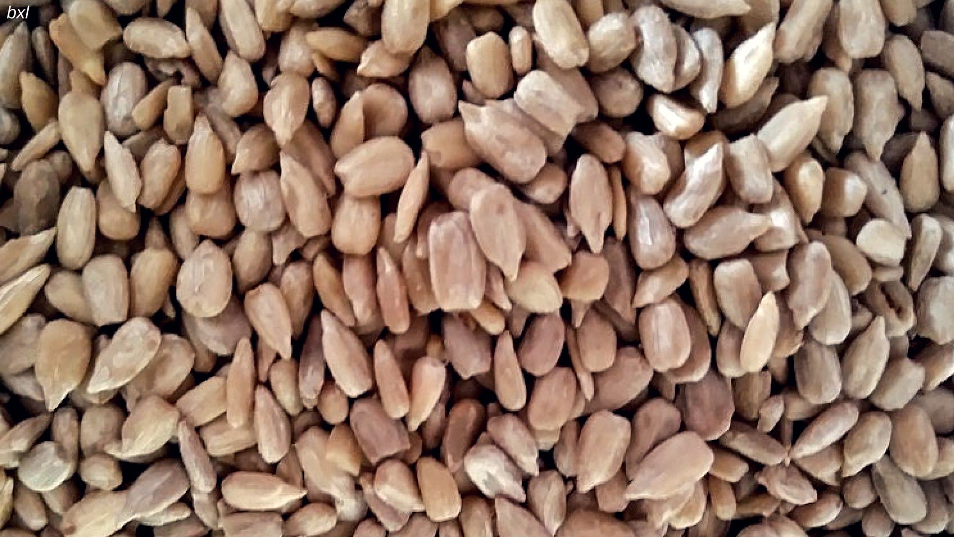 Raw sunflower seeds daily food photography bxlphabet.jpg