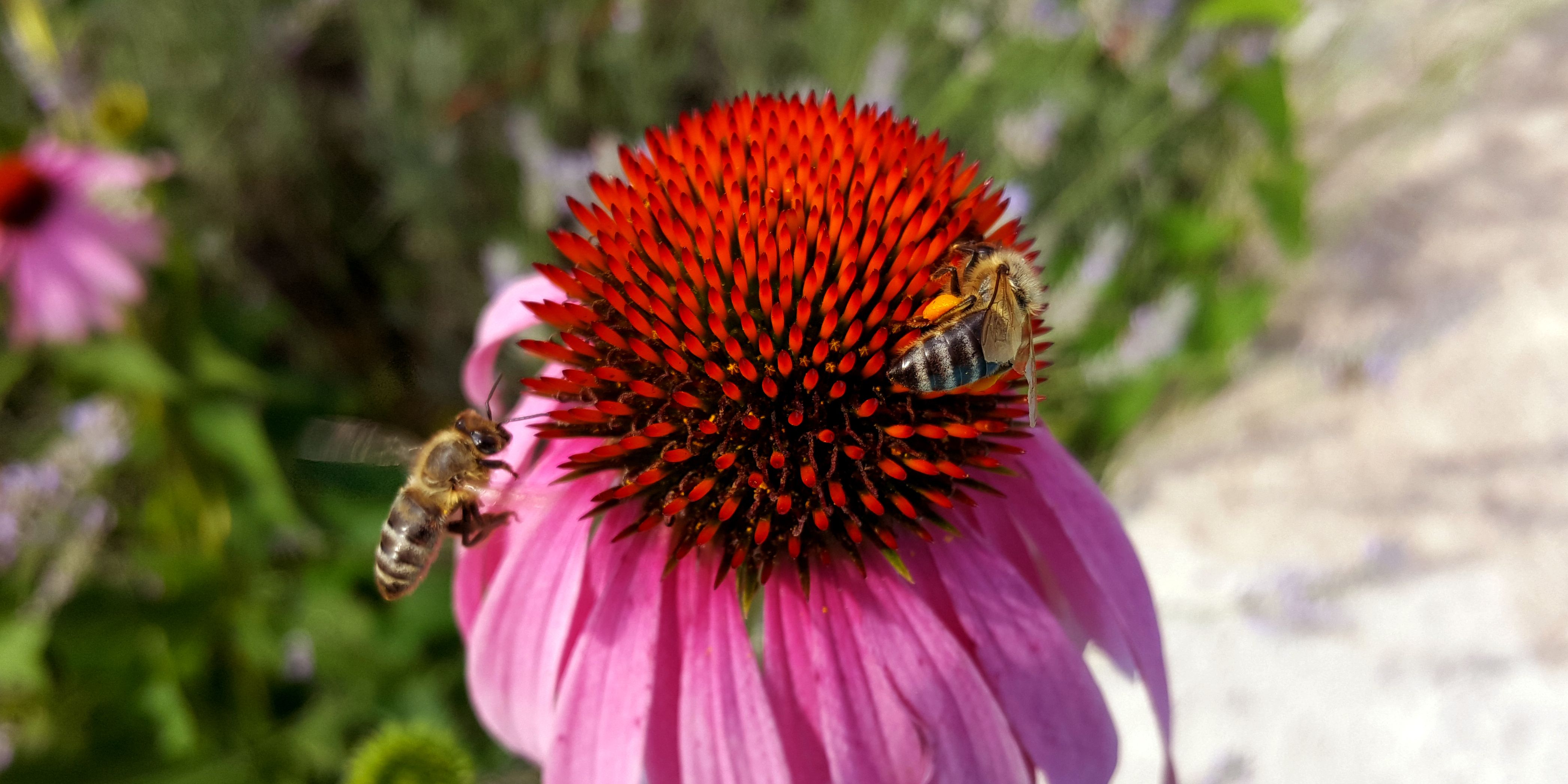 2bee.jpg