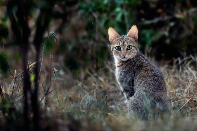 african-wildcat-2.jpg.824x0_q71.jpg