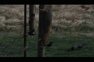 Squirrel bird feeder PFW21-033.gif