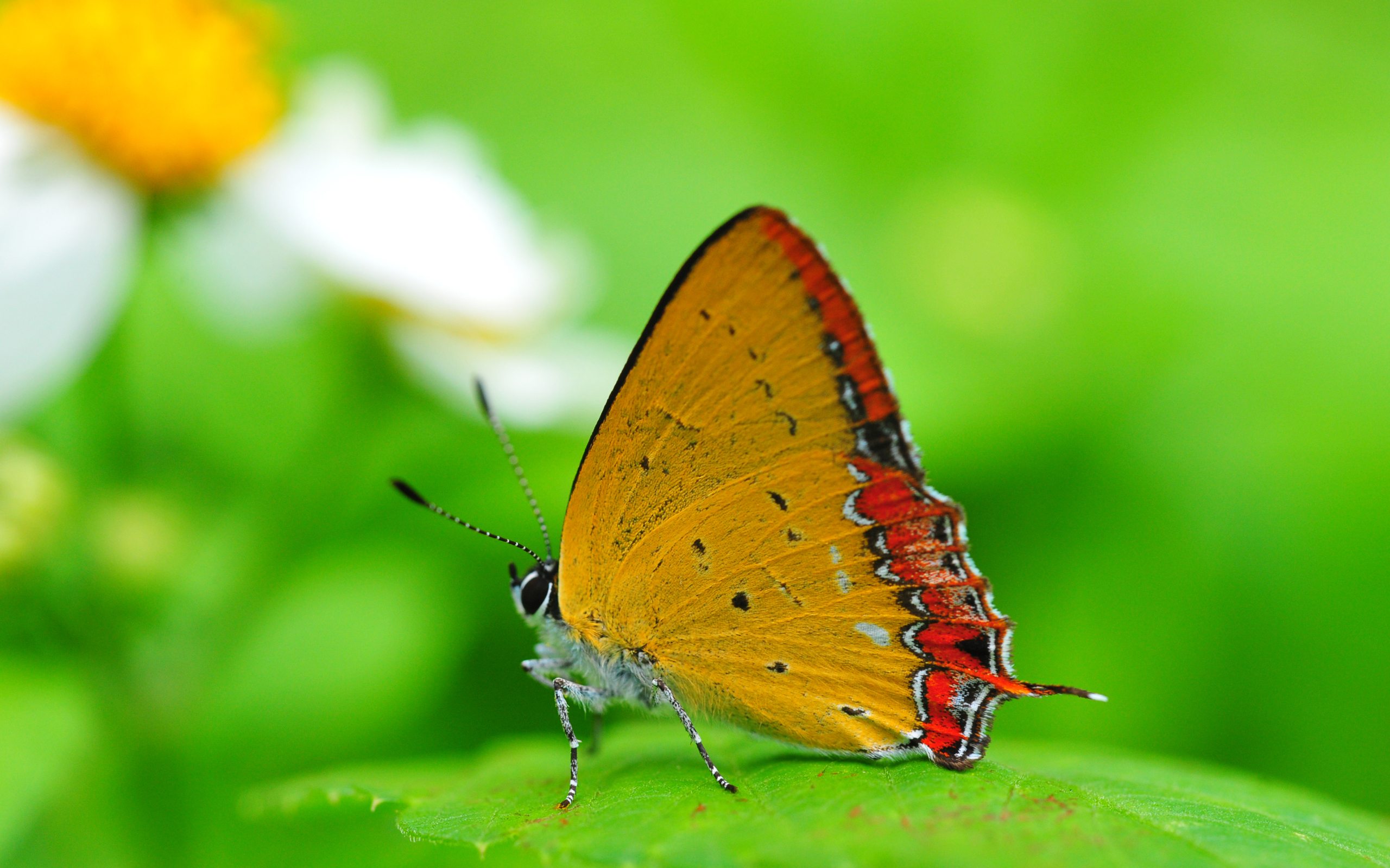 butter fly.jpg