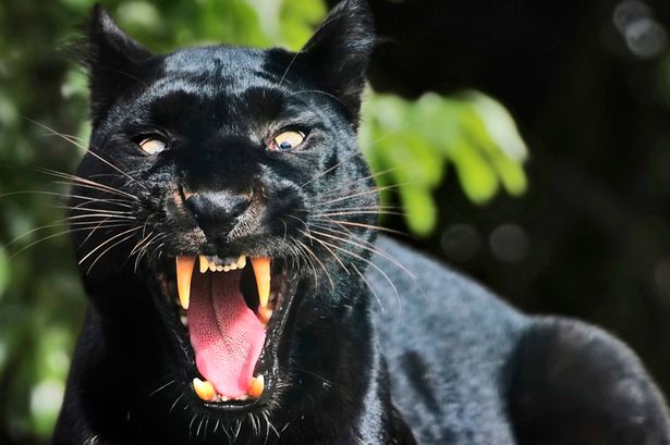 Black-Panther.jpg