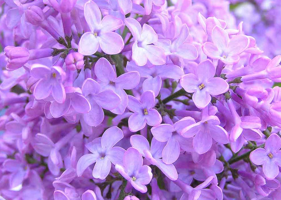 fotos-flores-lilas.jpg