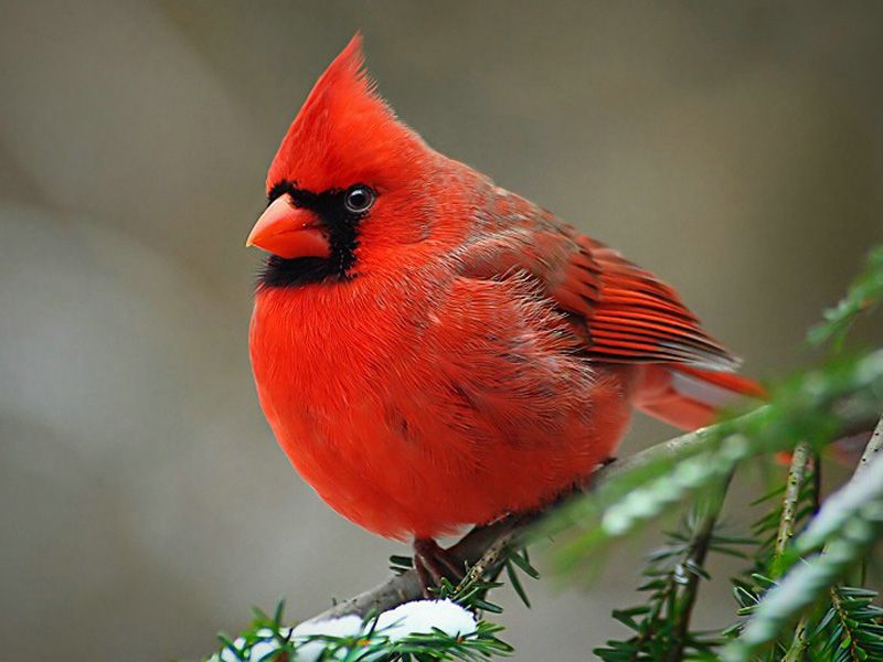 Cardinal Red Birds03.jpg