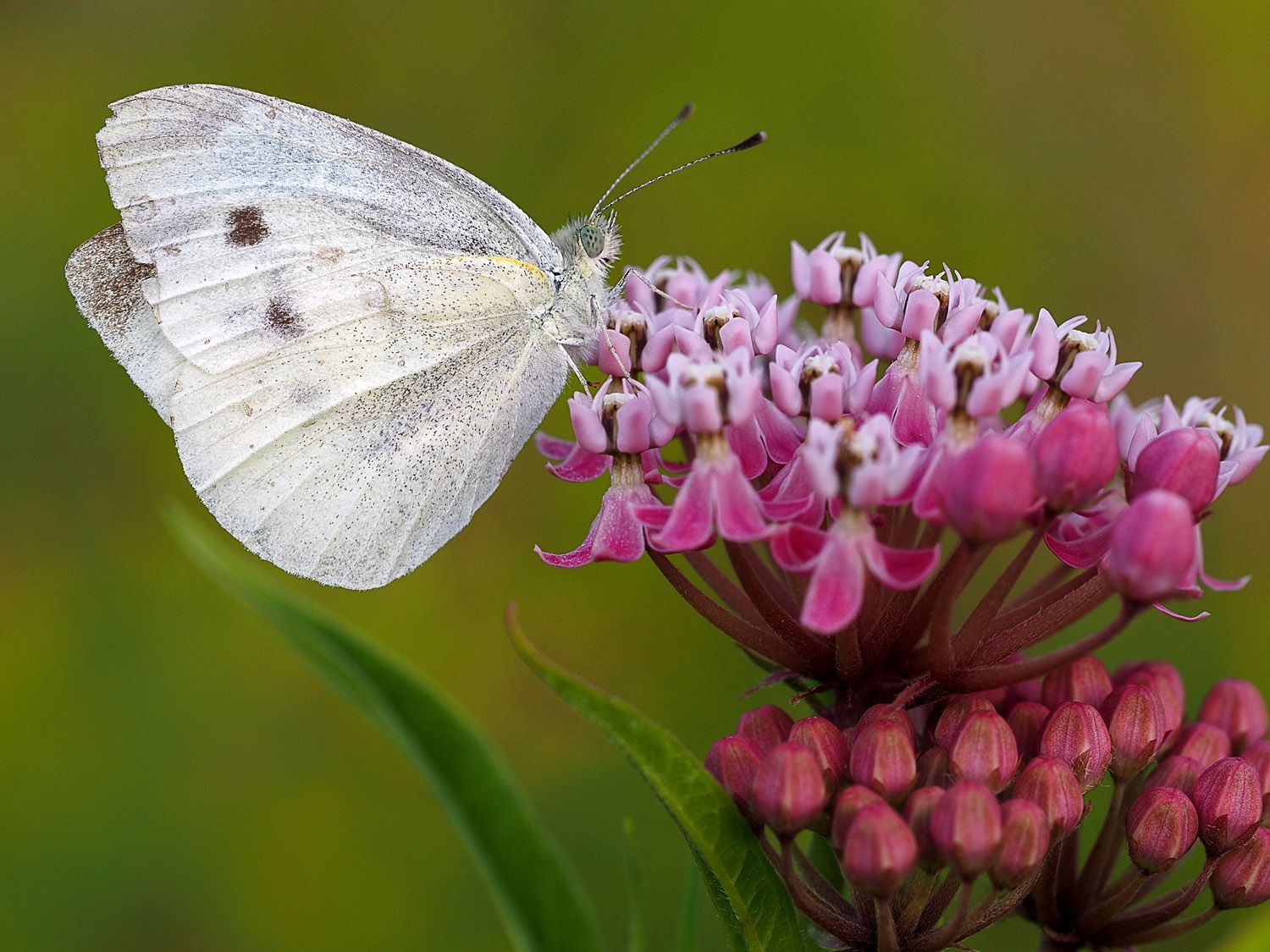 P8051270 butterfly.jpg