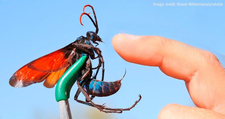 tarantula-hawk101.jpg