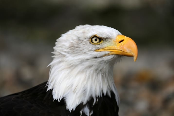 The Most Amazing Birds Of Prey — Steemit