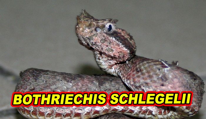 Żararaka-Schlegela-Bothriechis-schlegelii.jpg