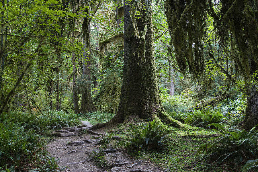 trail-in-forest-hoh-rainforest-konrad-wothe.jpg