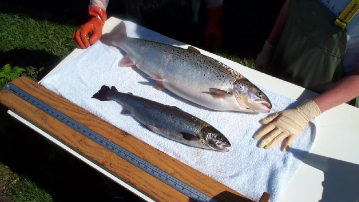 gmo-salmon-versus-regular-salmon.jpg