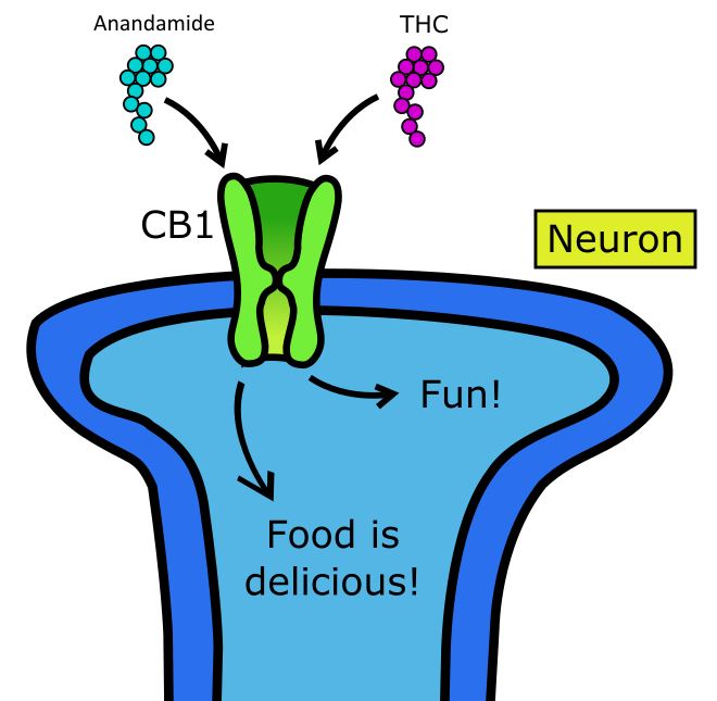 weed-and-neurotransmitters-how-marijuana-affects-the-brain-anandamide-cb1-cb2.jpg