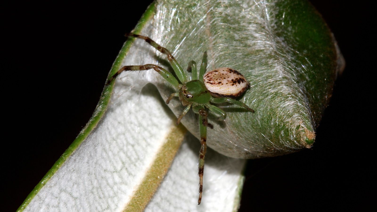 Arachnida 5mm on Banksia leaf BY Tas 1.jpg