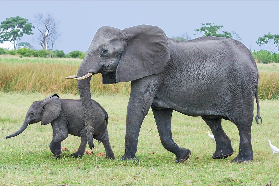 elephant-2923916_960_720.jpg