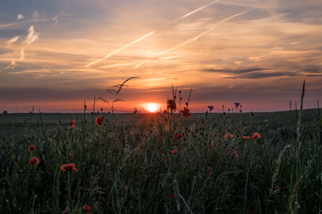 Poland Poppy Field.jpg