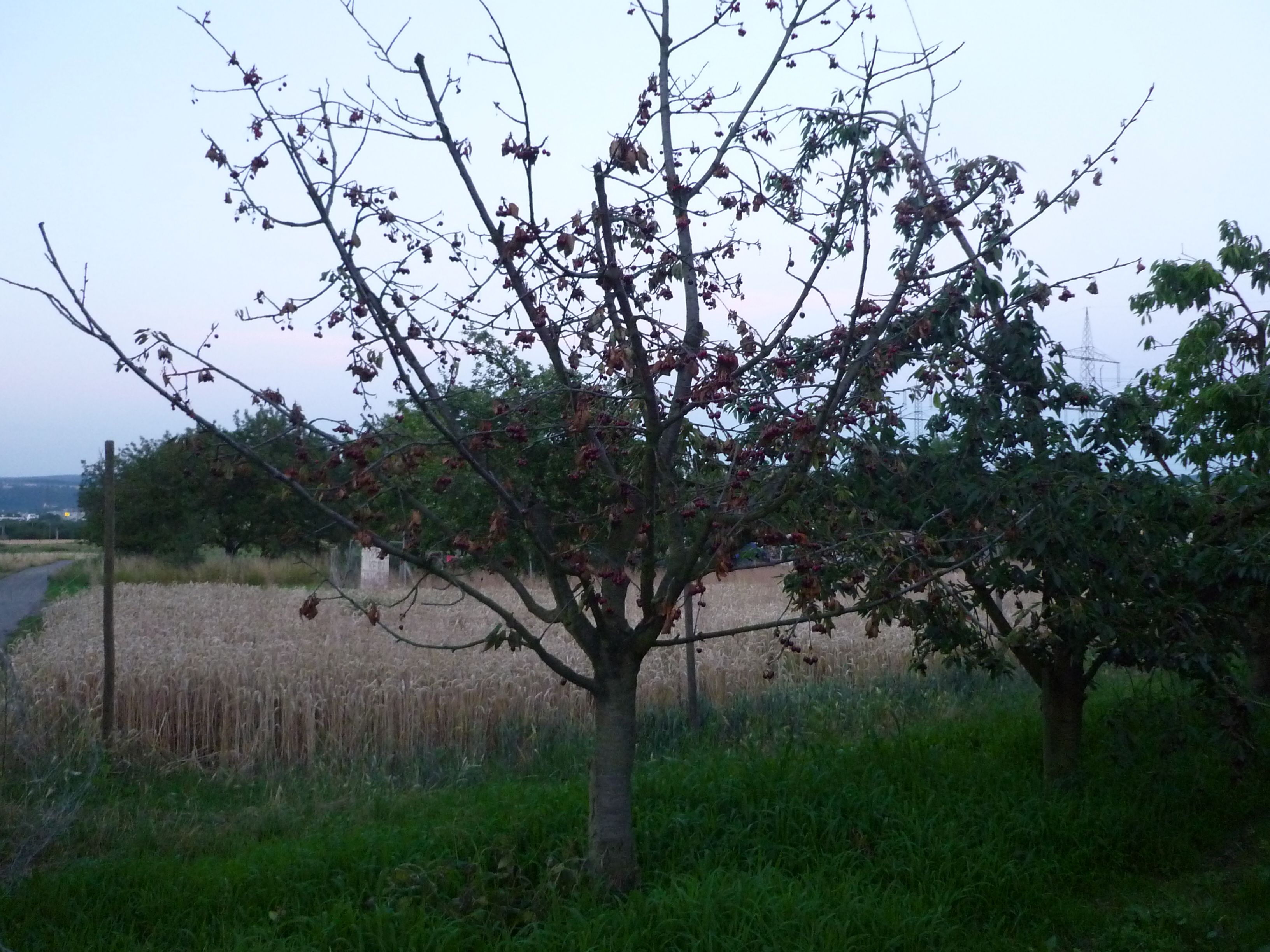 Cherry Tree 1.JPG