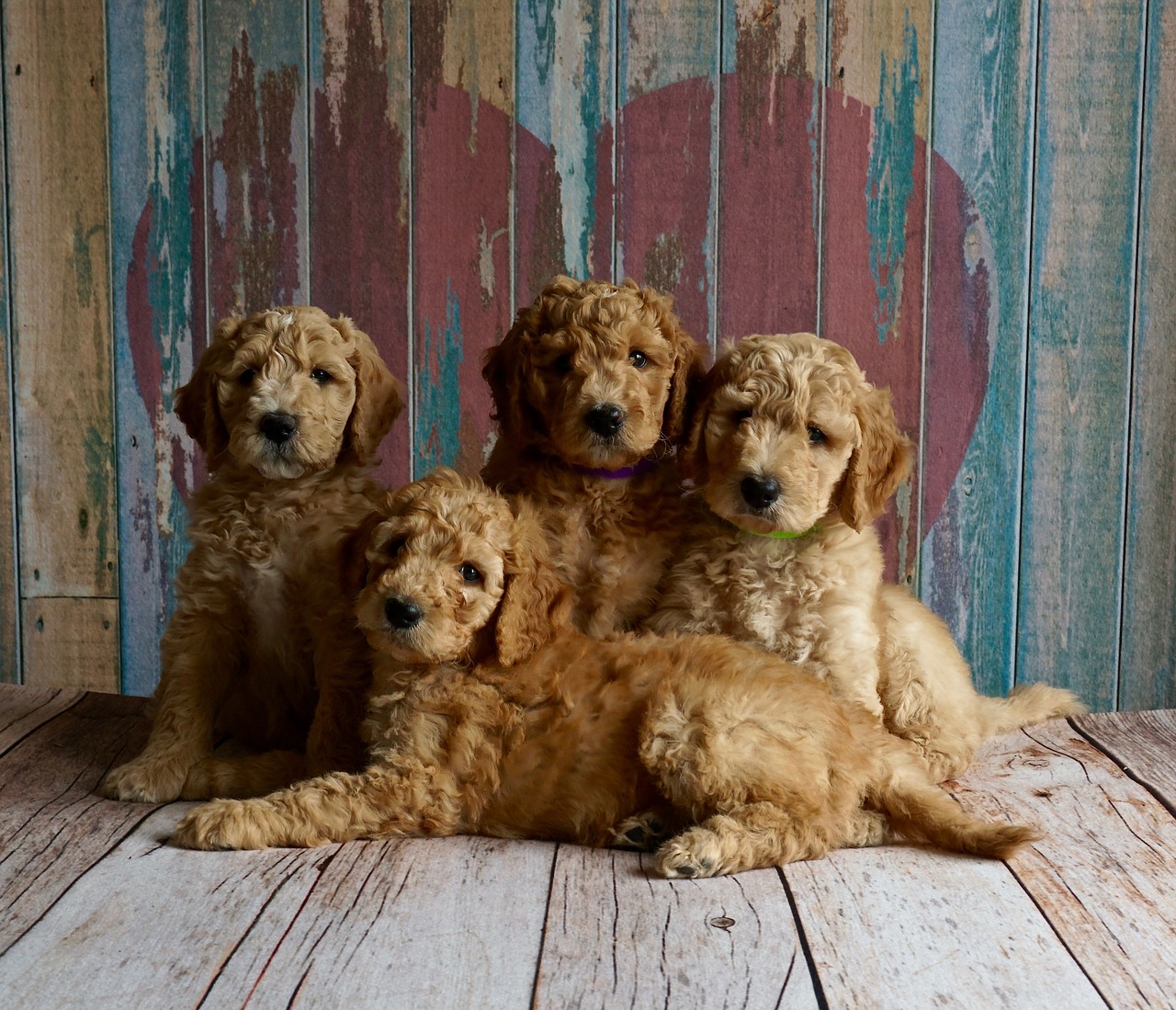 puppies-2044168_1280.jpg