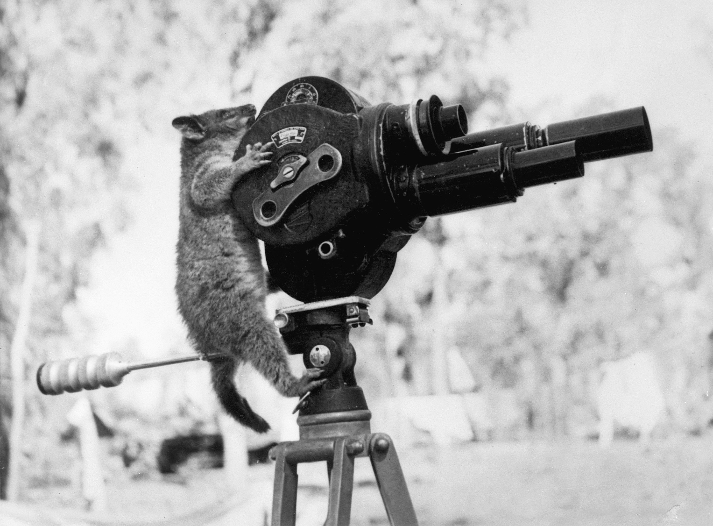 A_possum_and_a_movie_camera_1943.jpg