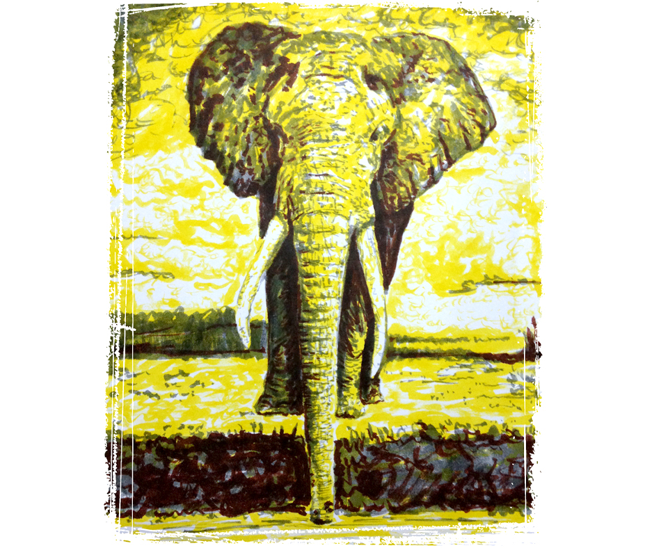 elefante1.jpg