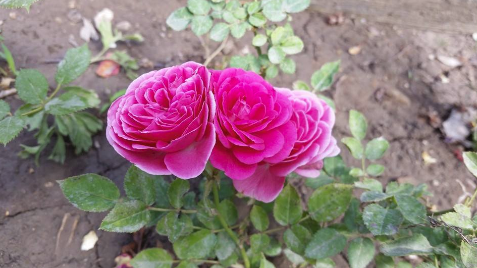 Rose.png