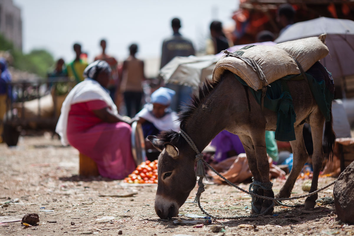 Ethiopia_Bahardar_market_walk_Victor_Bezrukov_2015-10.jpg