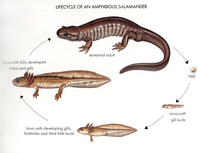 salamander life cycle.jpg