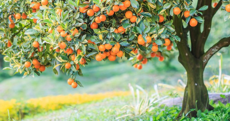 Orange-tree-760x400.jpg