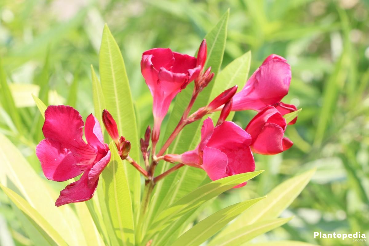 nerium-oleander-n6.jpg