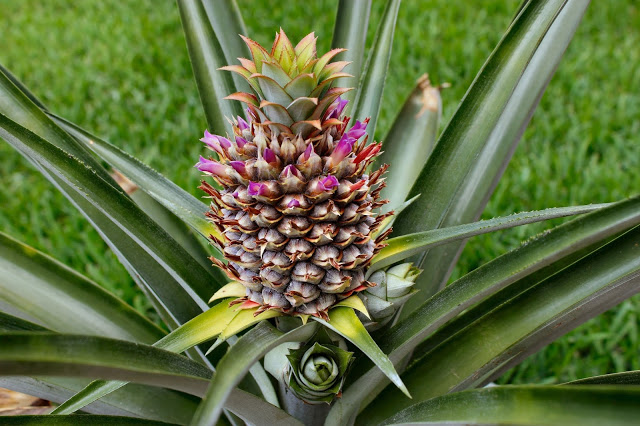 pineapple-blooming-day-40.jpg