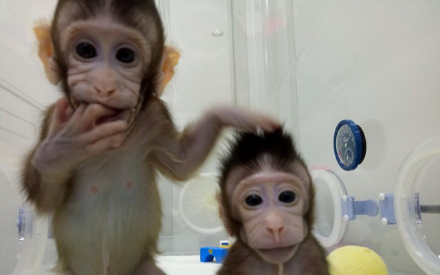 clone-monkey-03.jpg