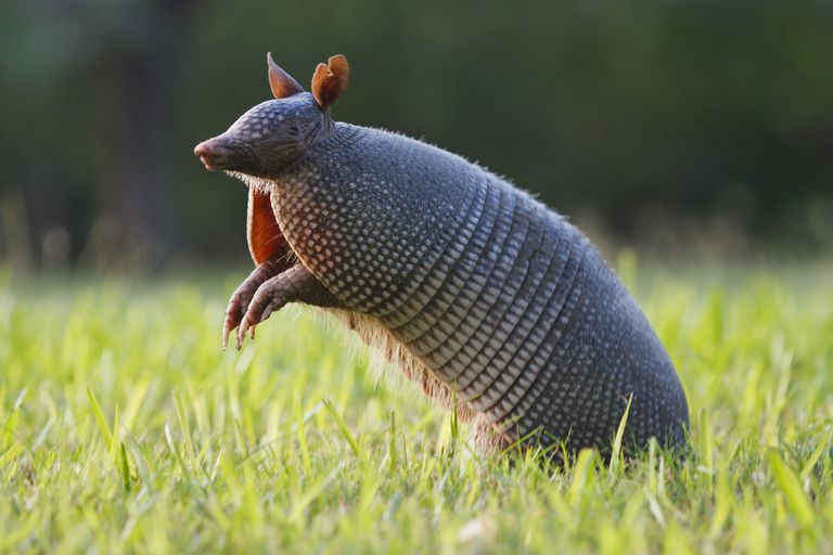 armadilloGE2-58b58c723df78cdcd84b3fdd.jpg