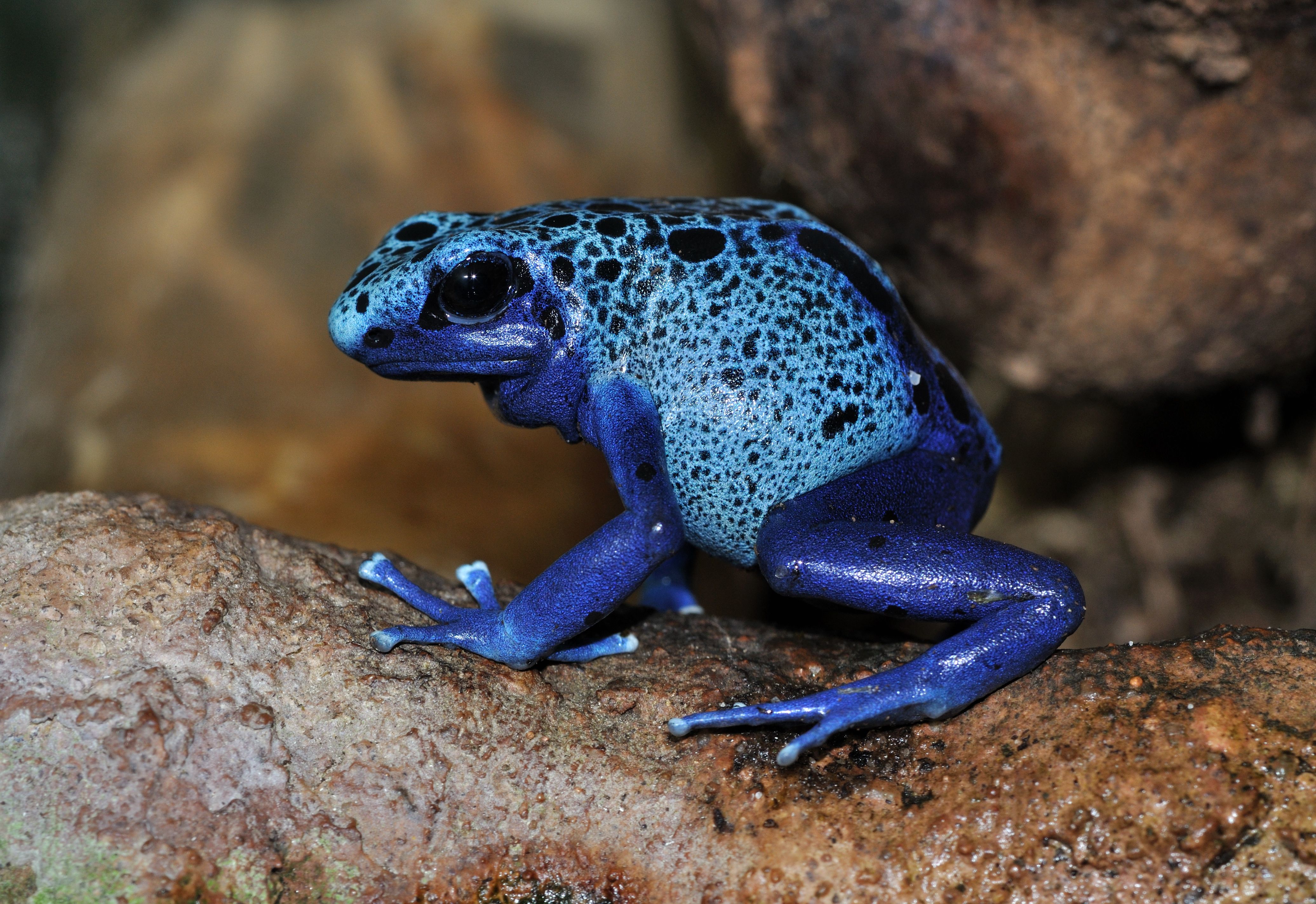 Dendrobates_azureus_qtl1.jpg