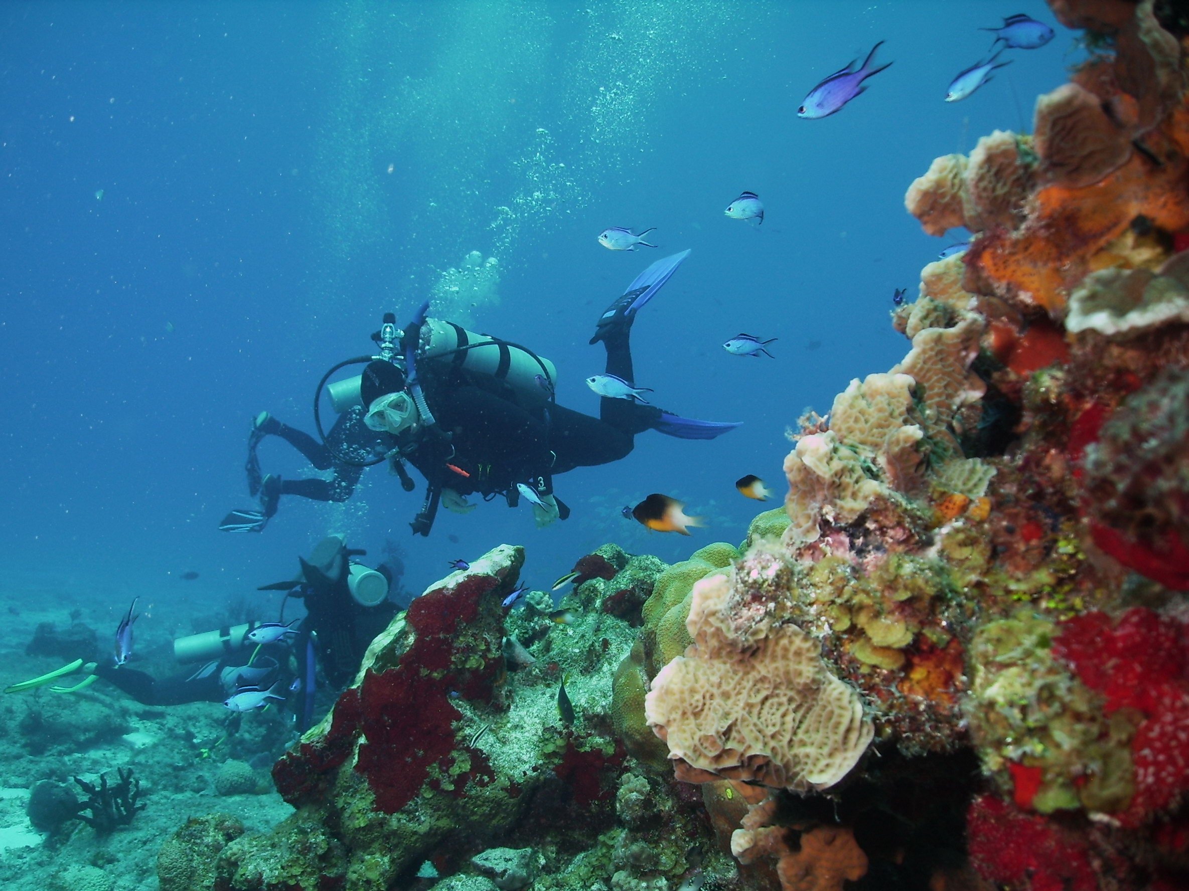 cozumel paradise-reef-mexico.jpg