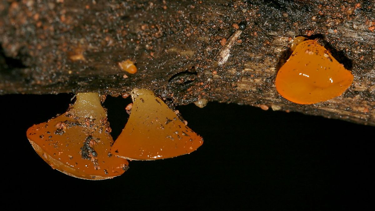 Heterotextus peziziformis- Golden Jelly-bells Rocky-Cape.jpg