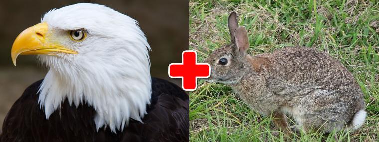 eagle-rabbit.jpg