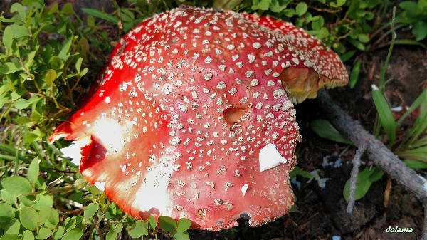 Colorado Amanita-20170813-004-opt.jpg