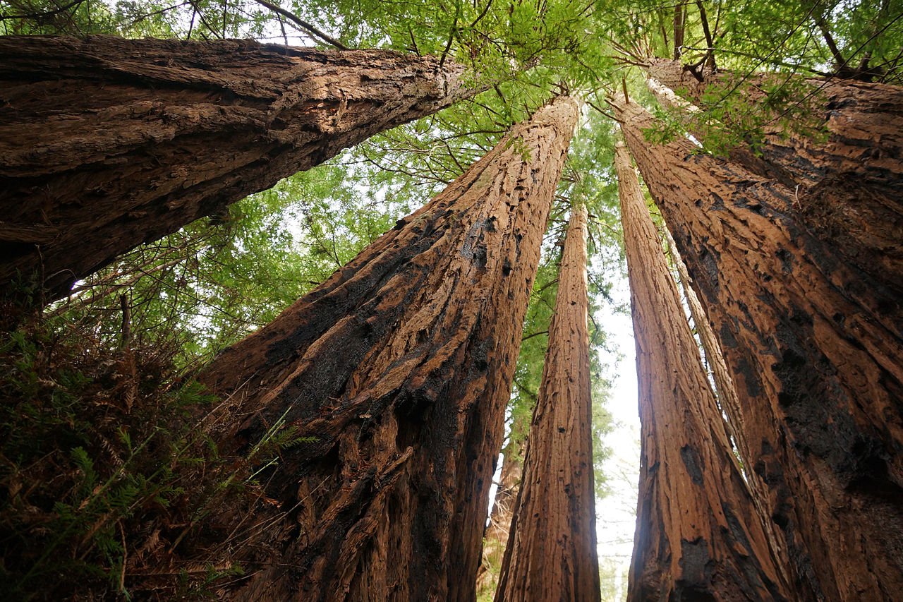 Sequoia_sempervirens_Cooperation.jpg