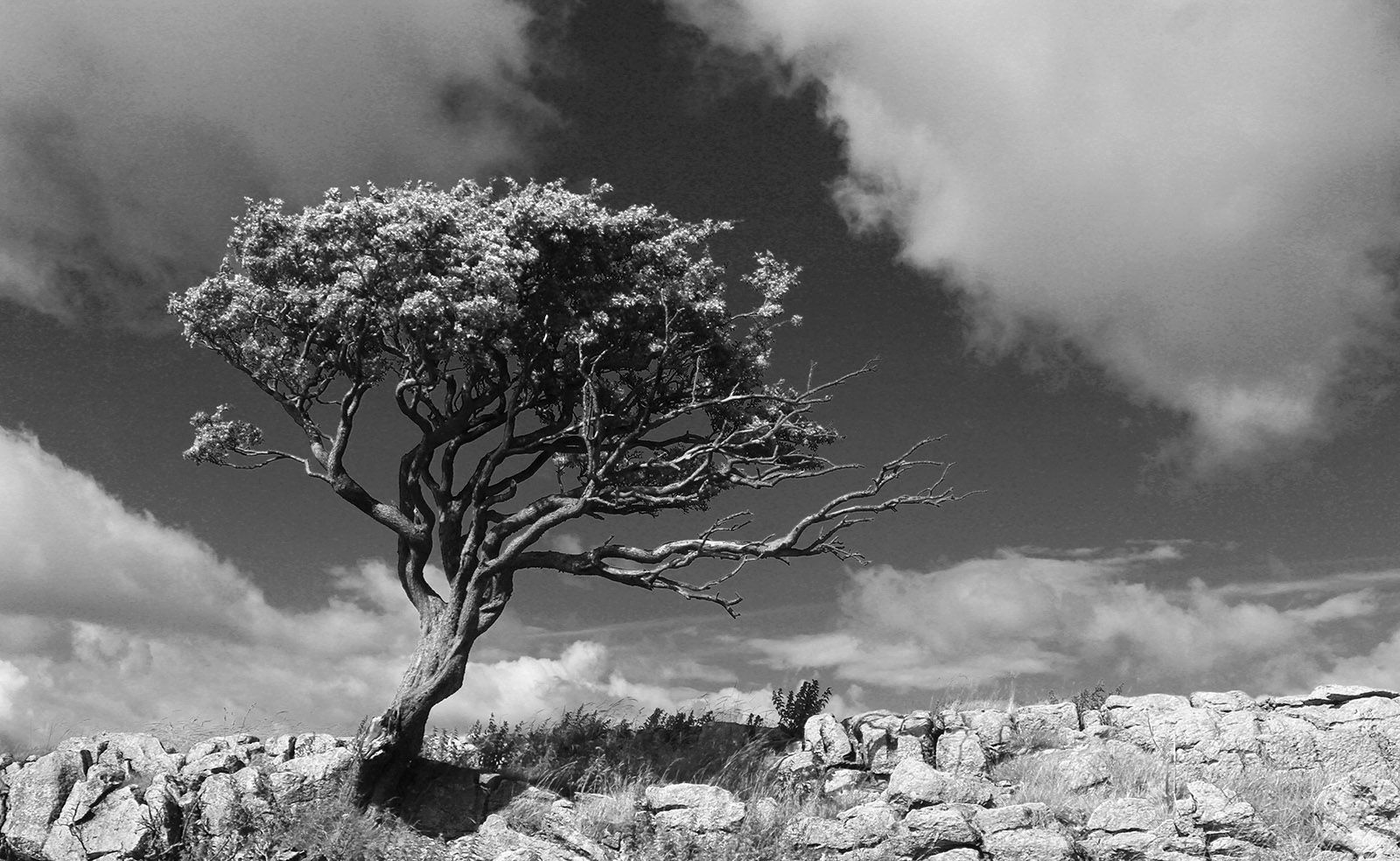 Trees Tuesday Nature Photo Contest Week 5 THIRD PLACE @markangeltrueman .jpeg