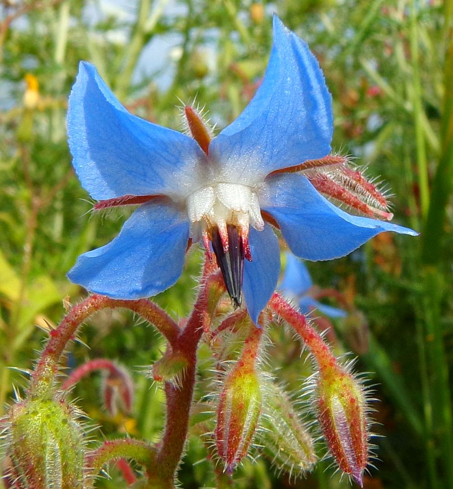 Borage.jpg