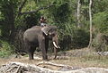 120px-MNP_Working_Elephant.JPG