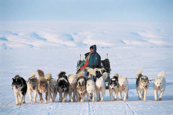 زلاجات-الكلاب-في-القطب-الشمالي.jpg