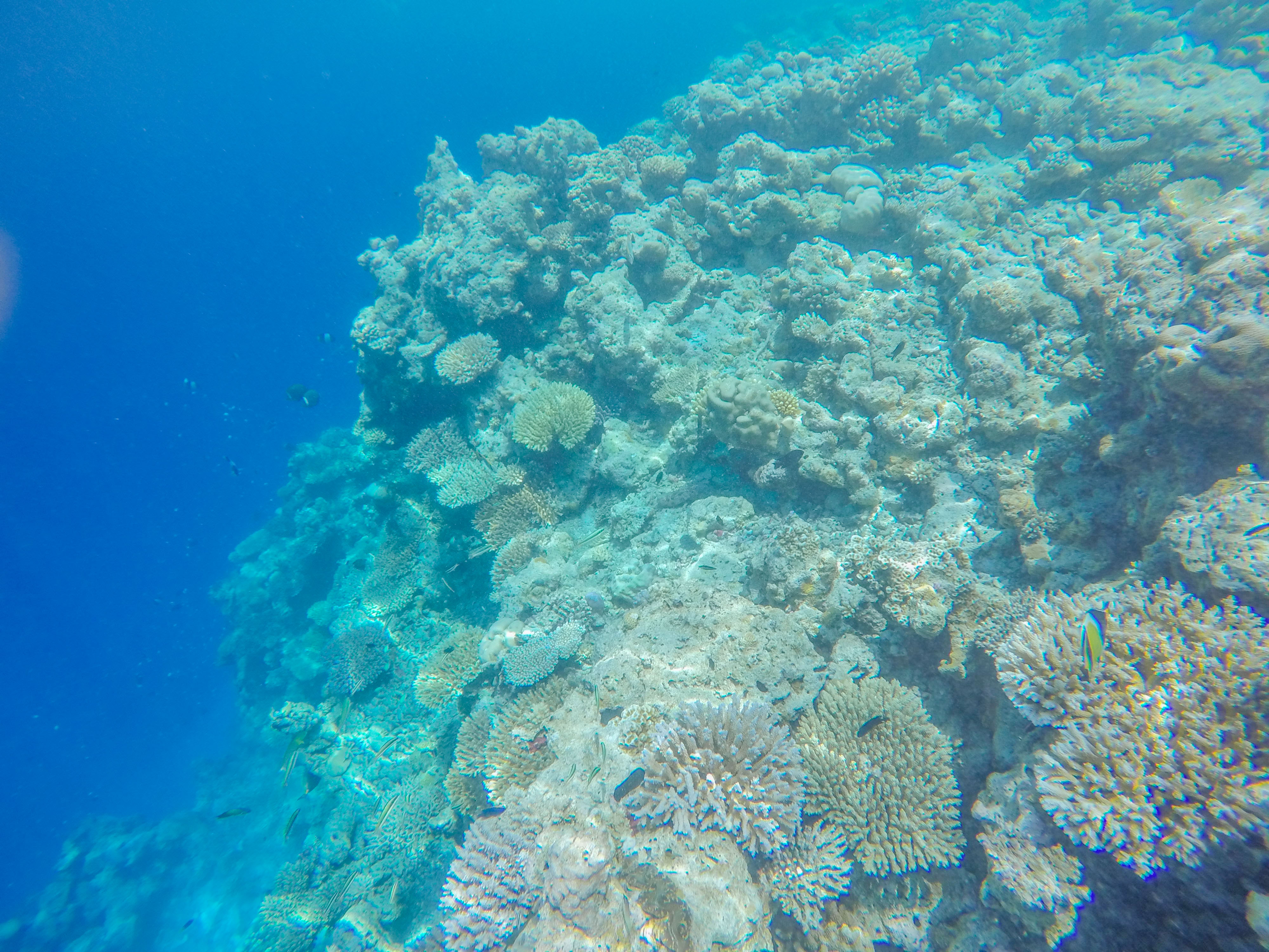 snorkeling trip maafushi76401.jpg