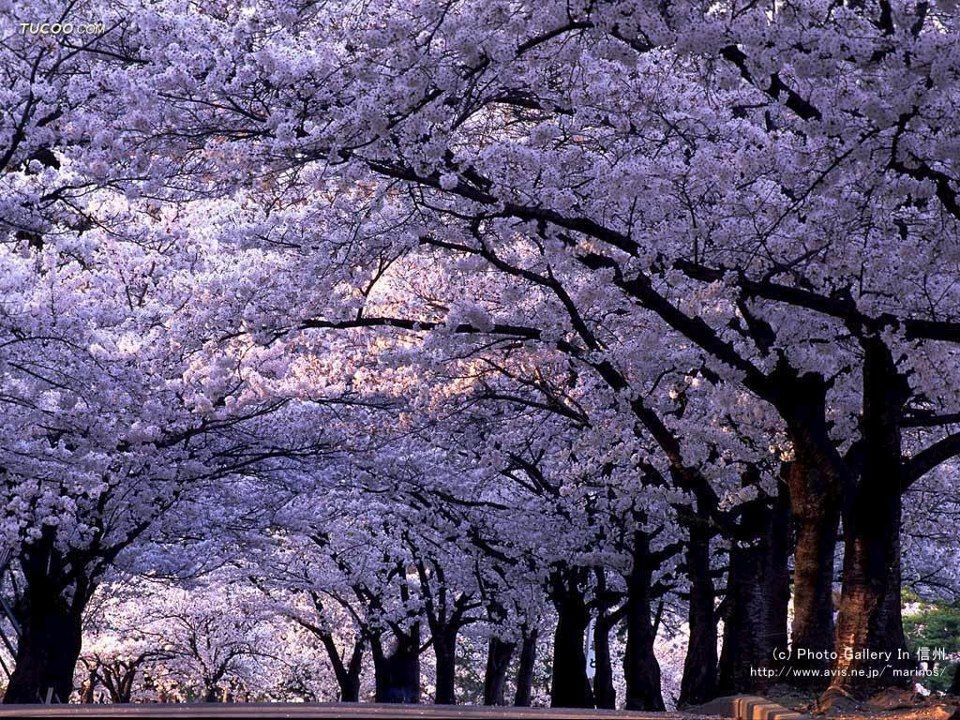 paulownia forest.jpg