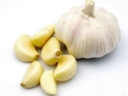 garlic.jpg