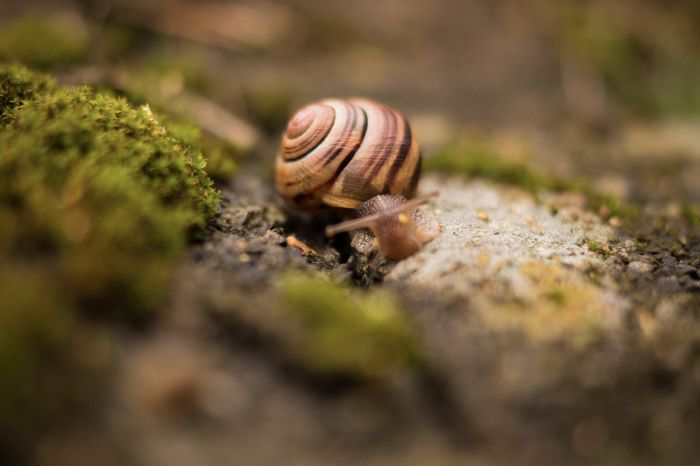 schnecke.jpg