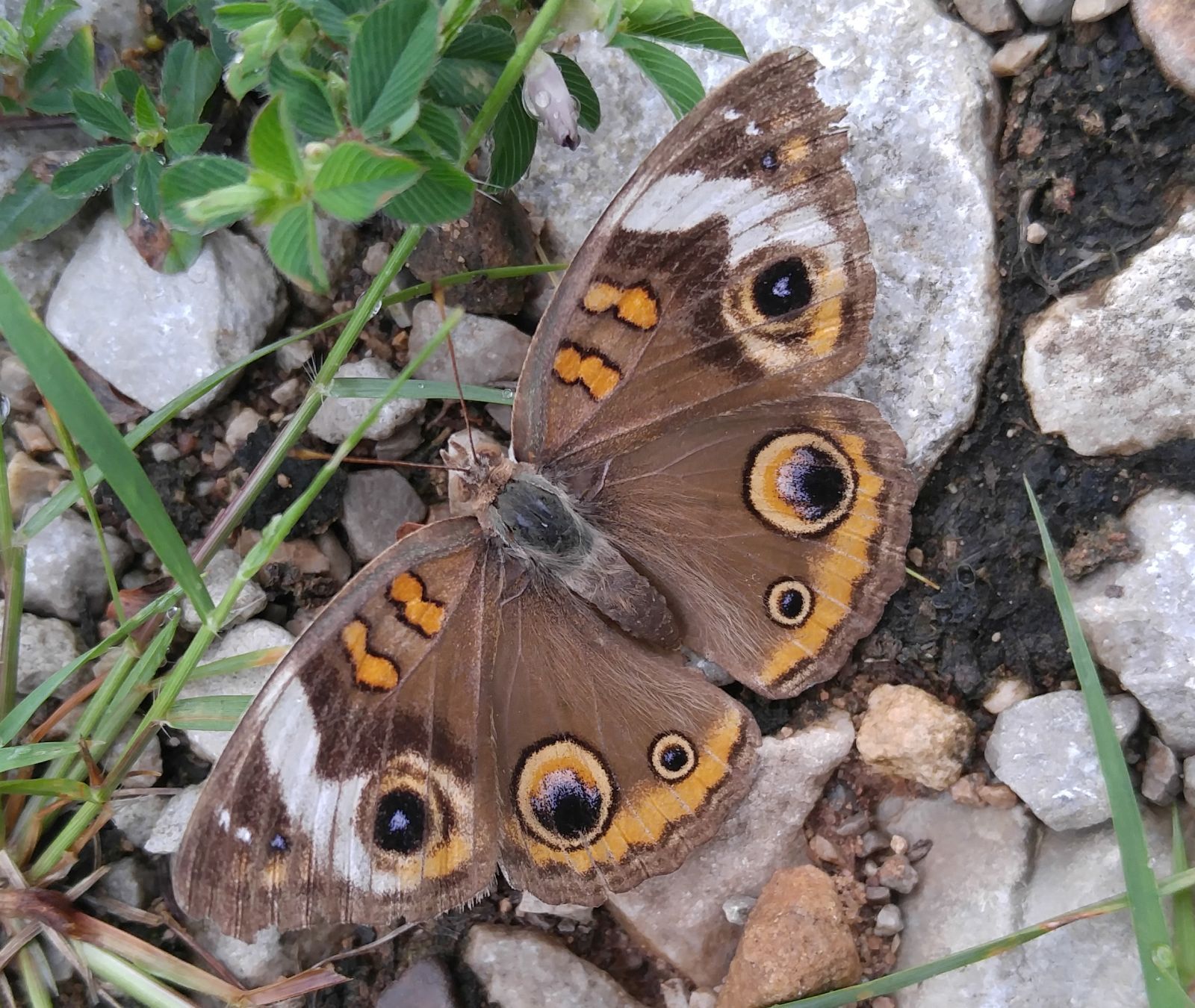 20160828_150713 - Butterfly.jpg