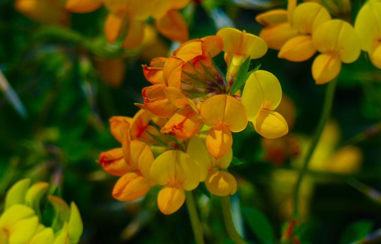 yellow-flowerorange2.jpg