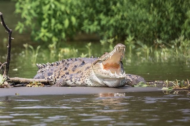 crocodile-2293232_640.jpg