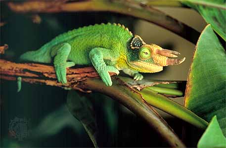 jacksons_chameleon.jpg