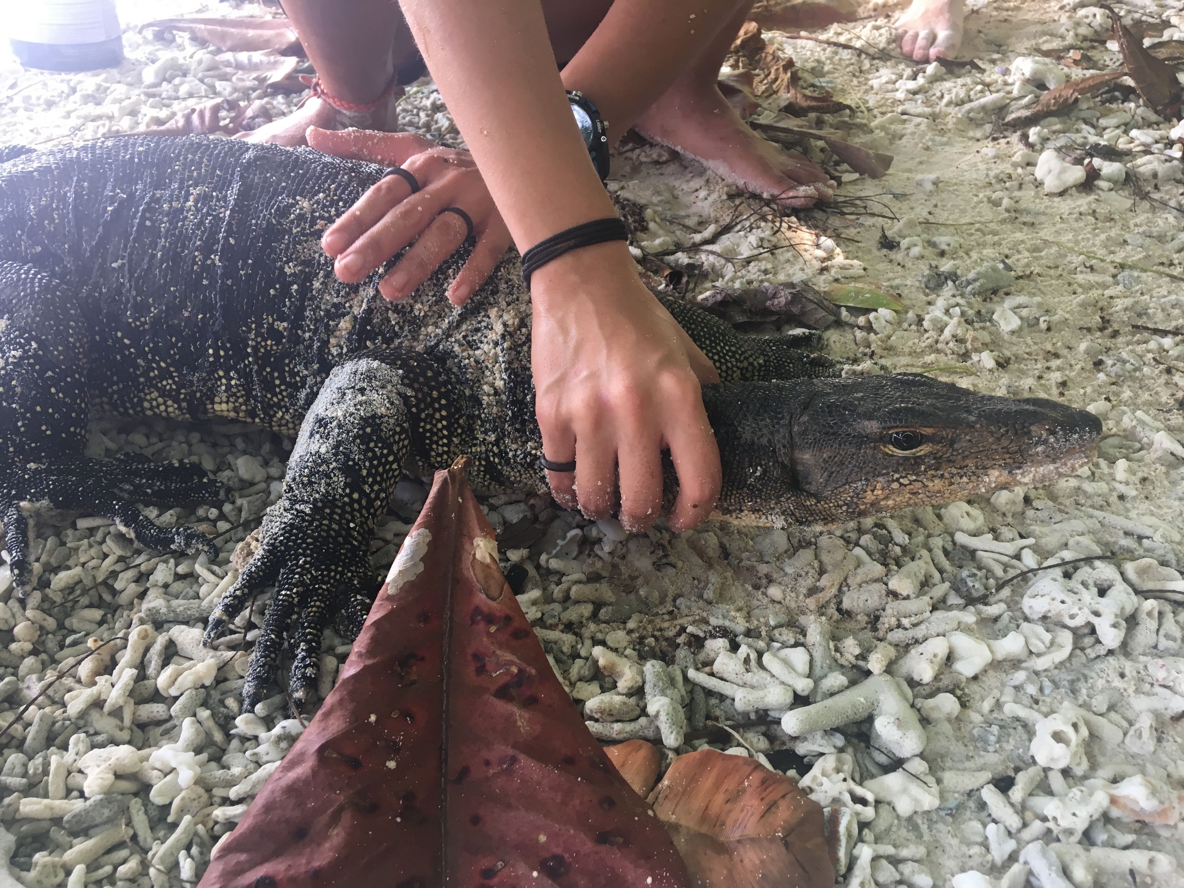 lizard barefoot shoes