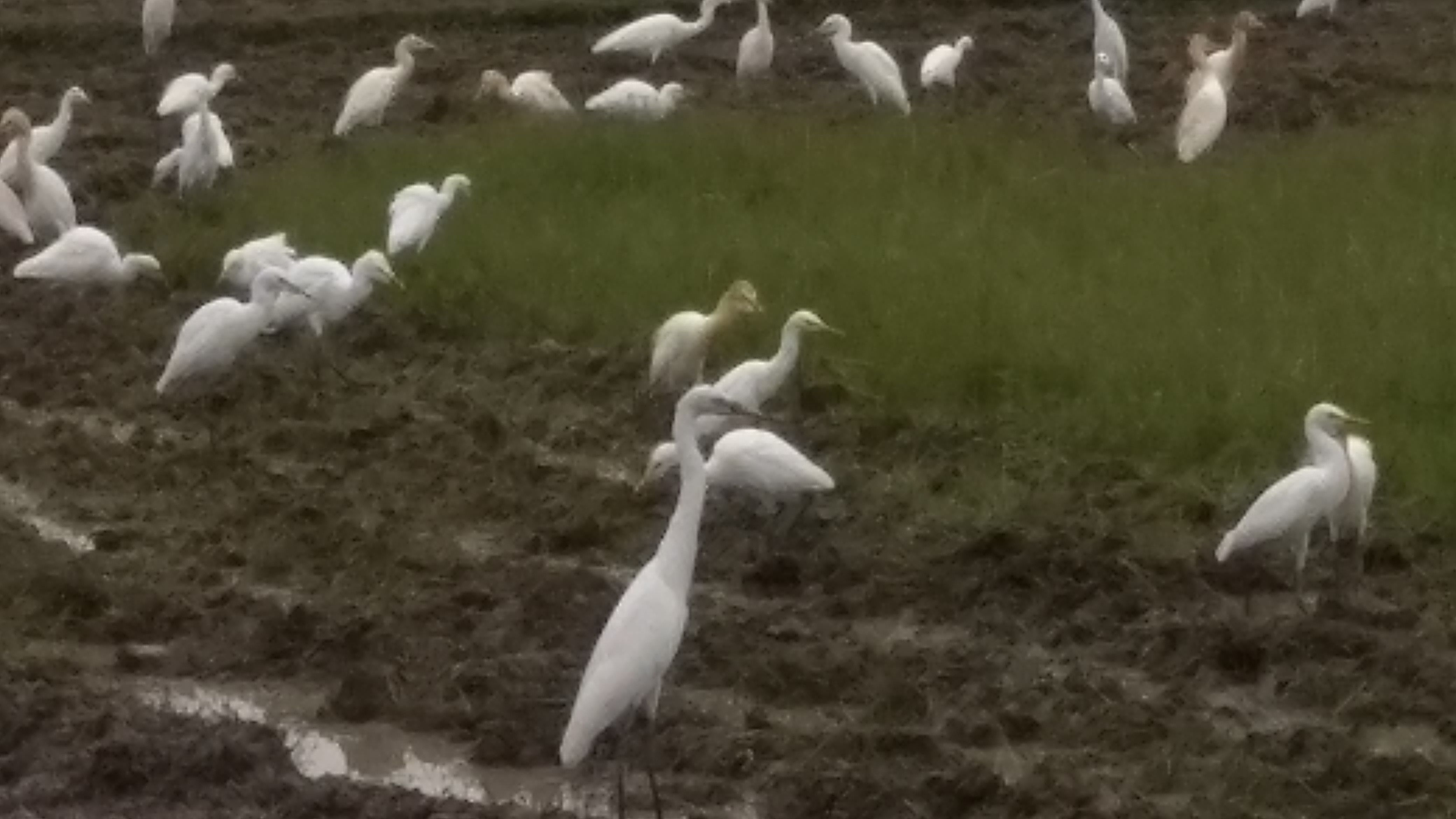 White Stork In The Rice Field Area Bangau Putih Di Area Sawah